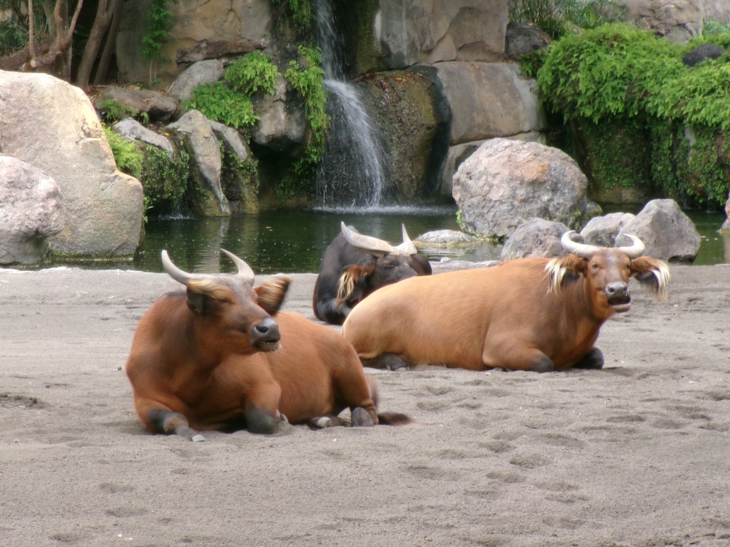 African forest buffaloes