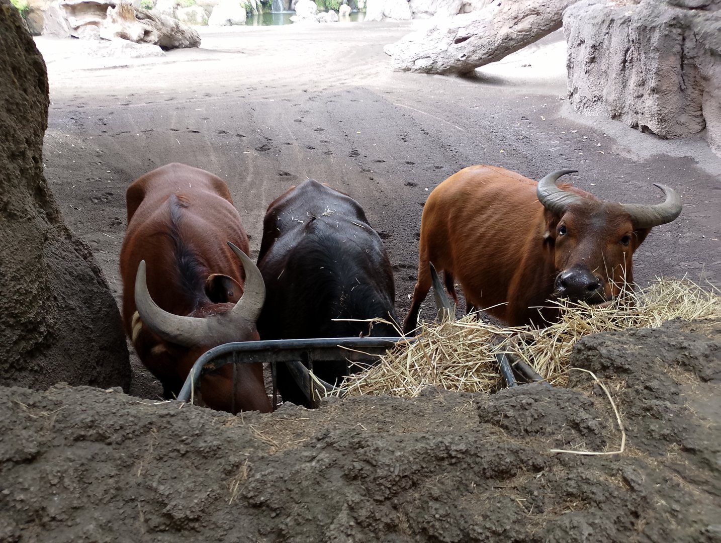 African forest buffaloes