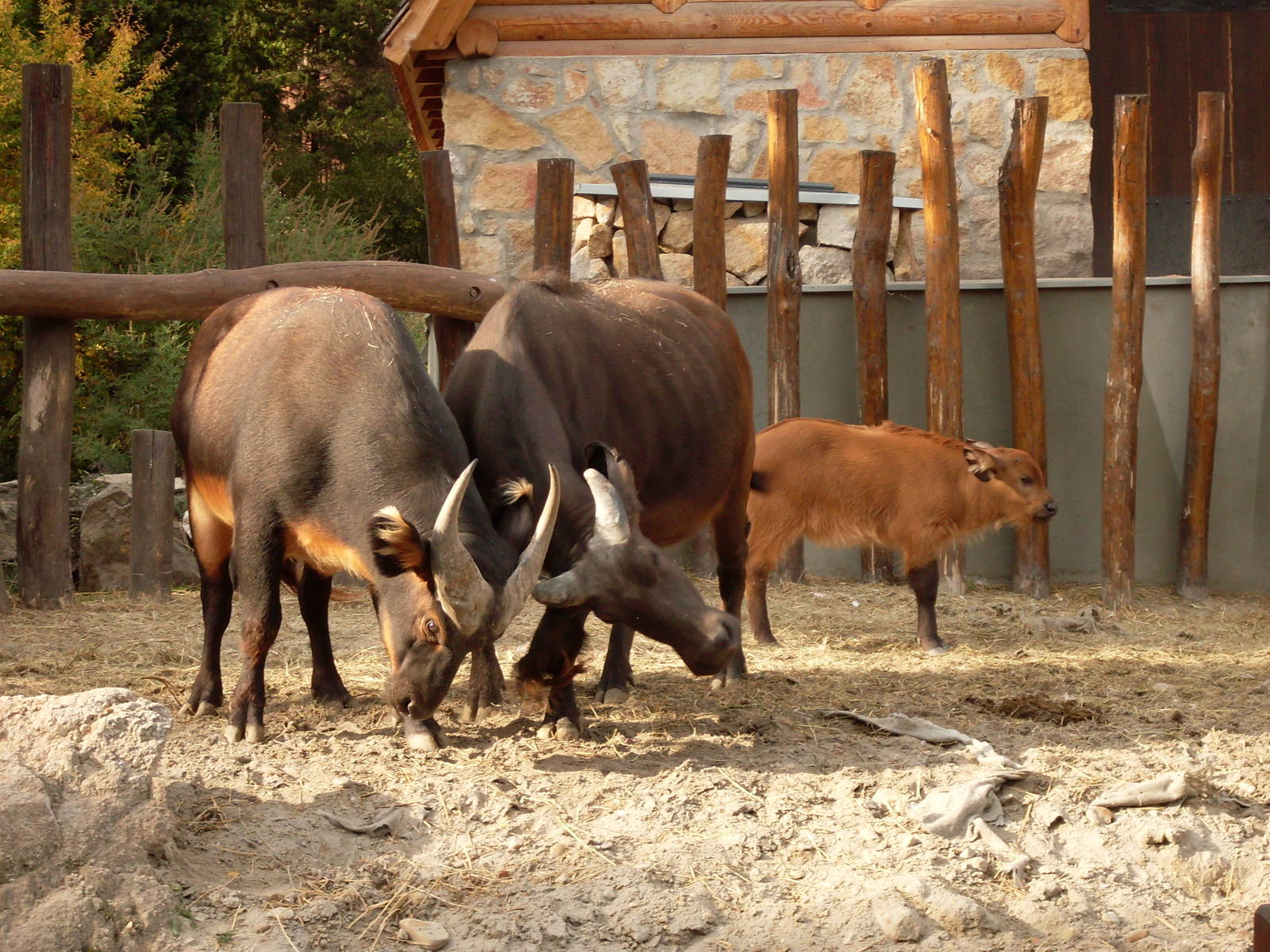 african forest buffalos (Syncerus caffer nanus)