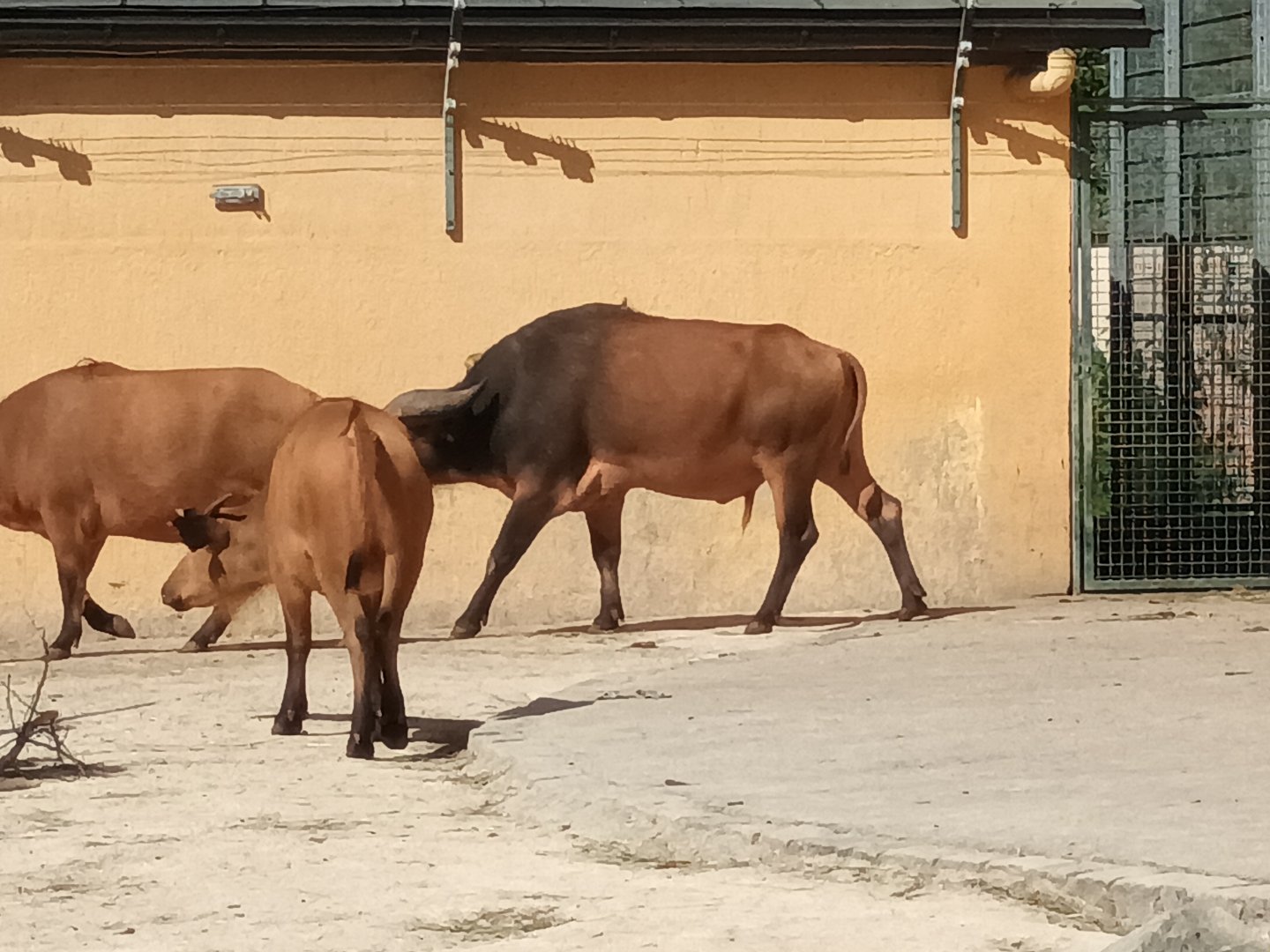 African forest Buffalos