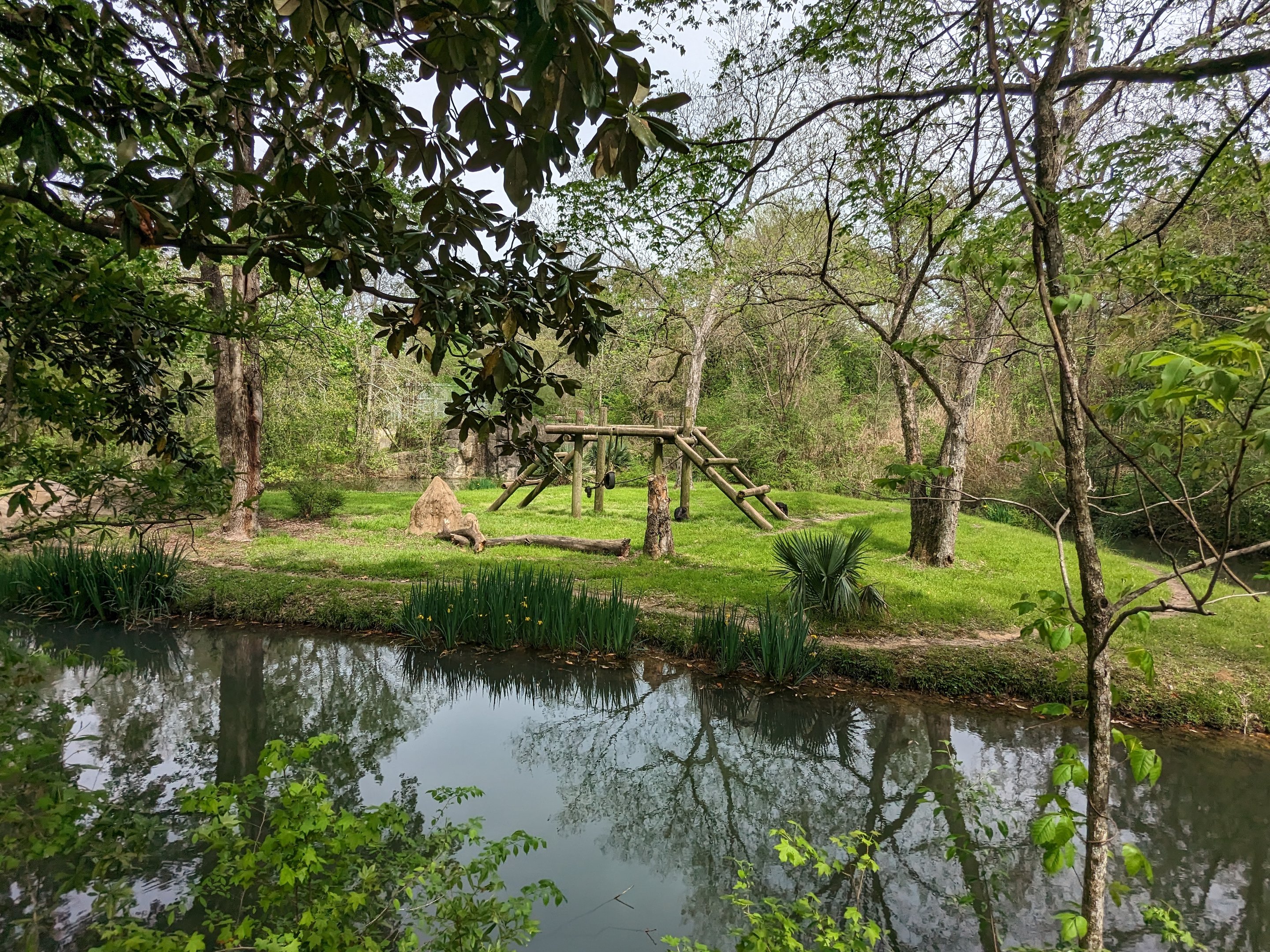 African Forest - Chimpanzee exhibit view
