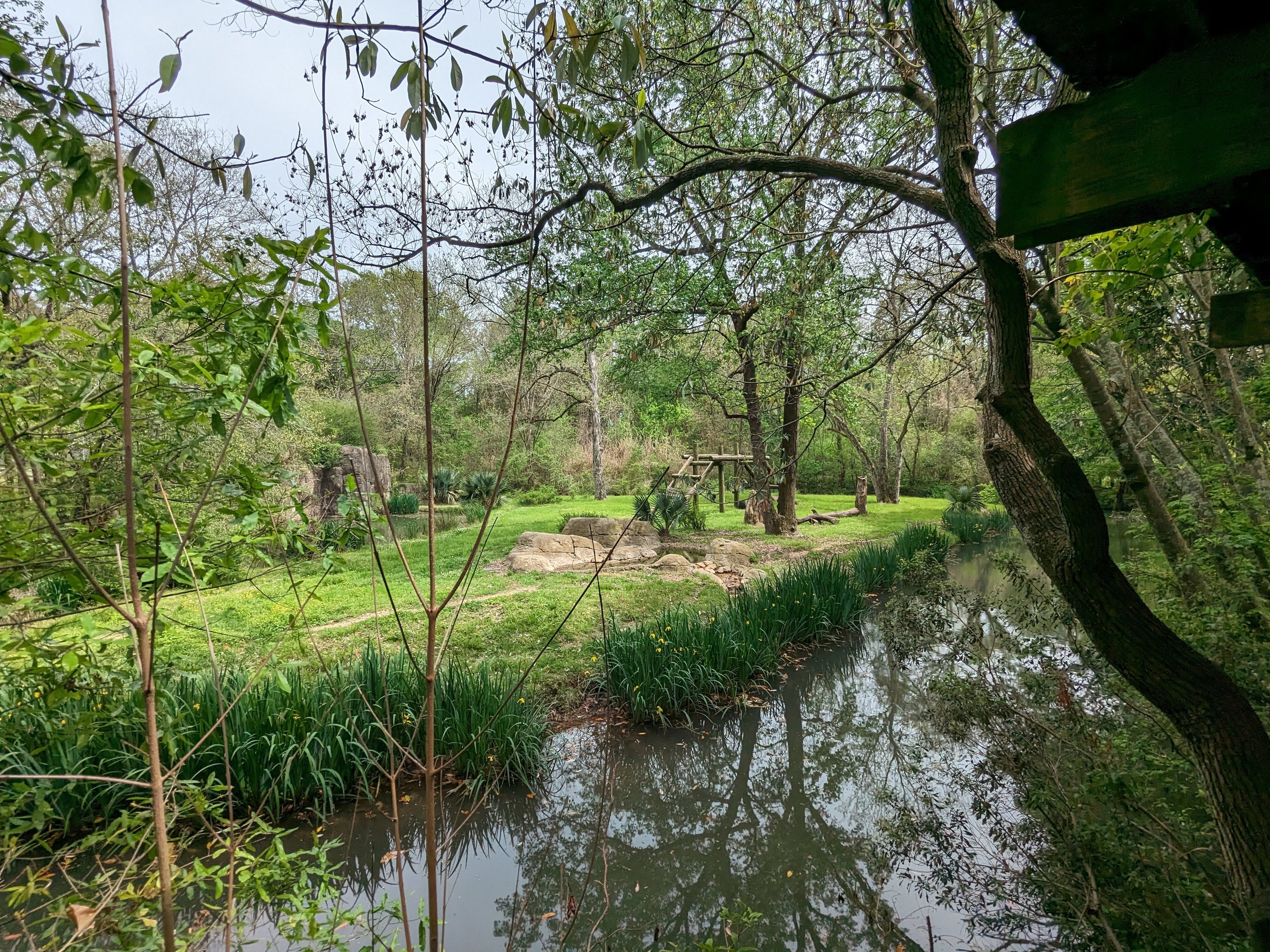 African Forest - Chimpanzee exhibit view