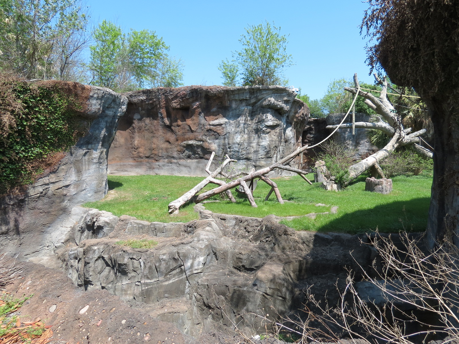 African Forest - Chimpanzee Exhibit