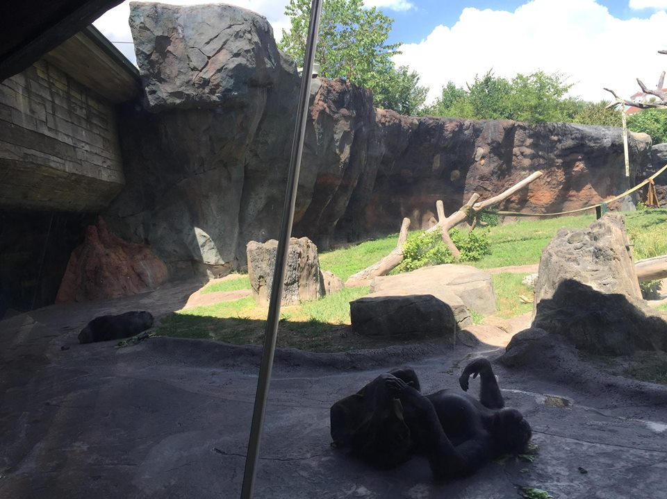 African Forest- Chimpanzee