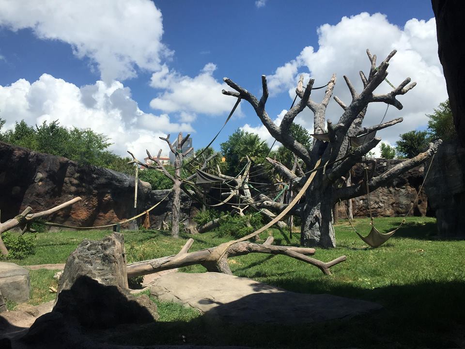 African Forest- Chimpanzee