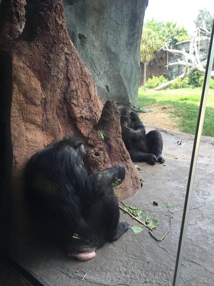 African Forest- Chimpanzee