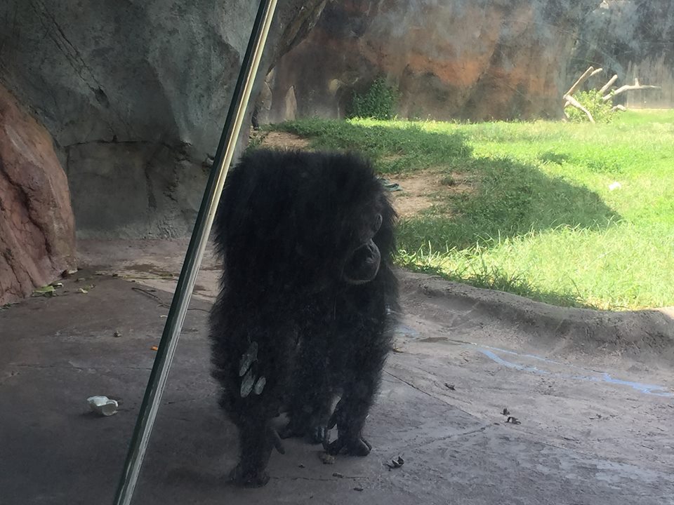 African Forest- Chimpanzee