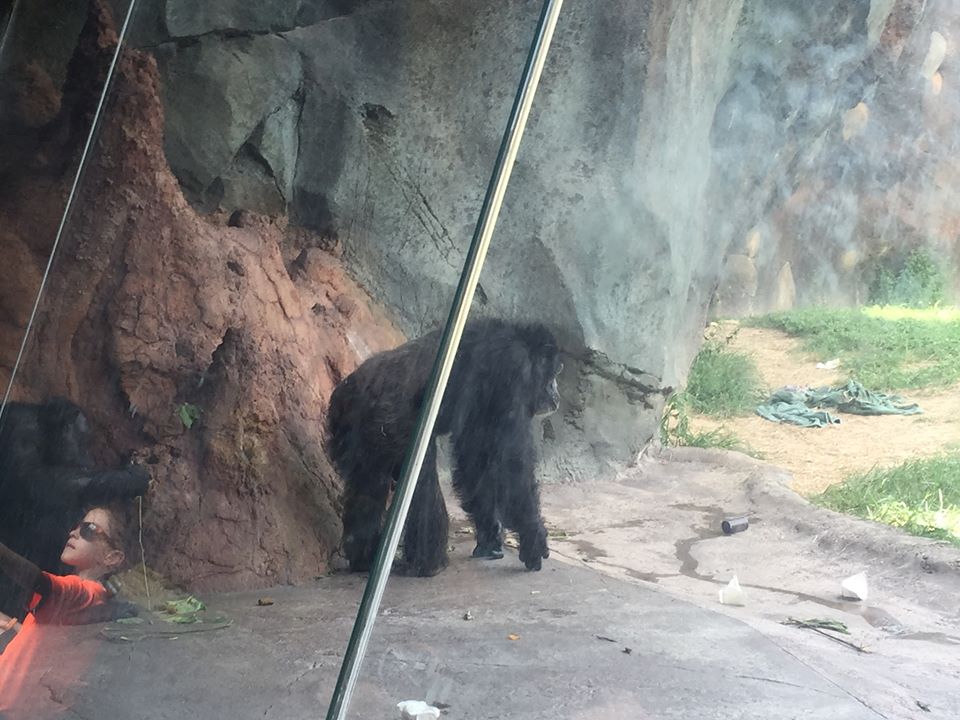 African Forest- Chimpanzee