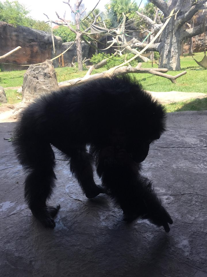 African Forest- Chimpanzee