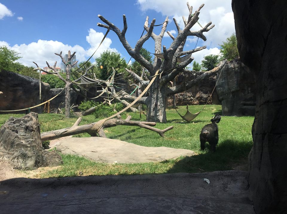 African Forest- Chimpanzee