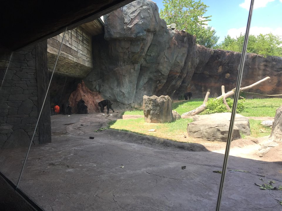 African Forest- Chimpanzee