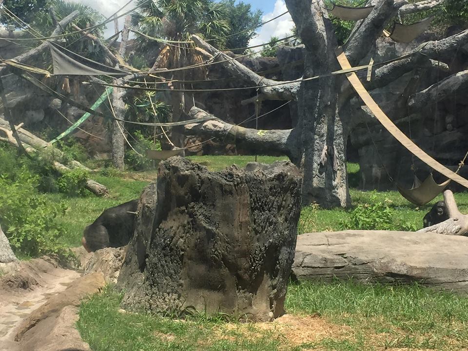 African Forest- Chimpanzee