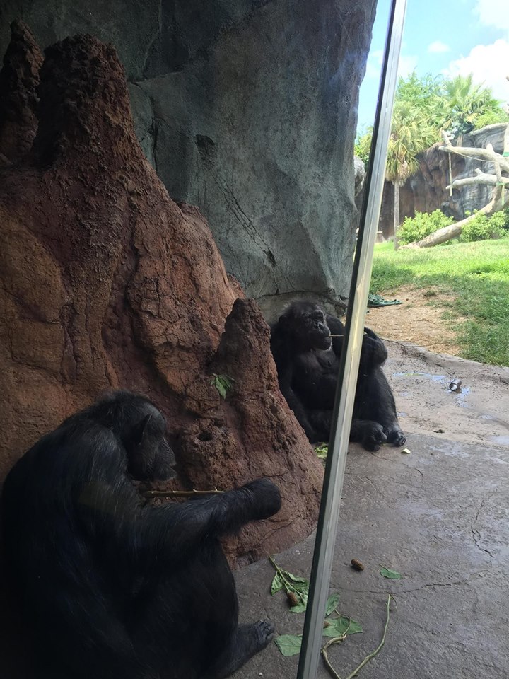 African Forest- Chimpanzee