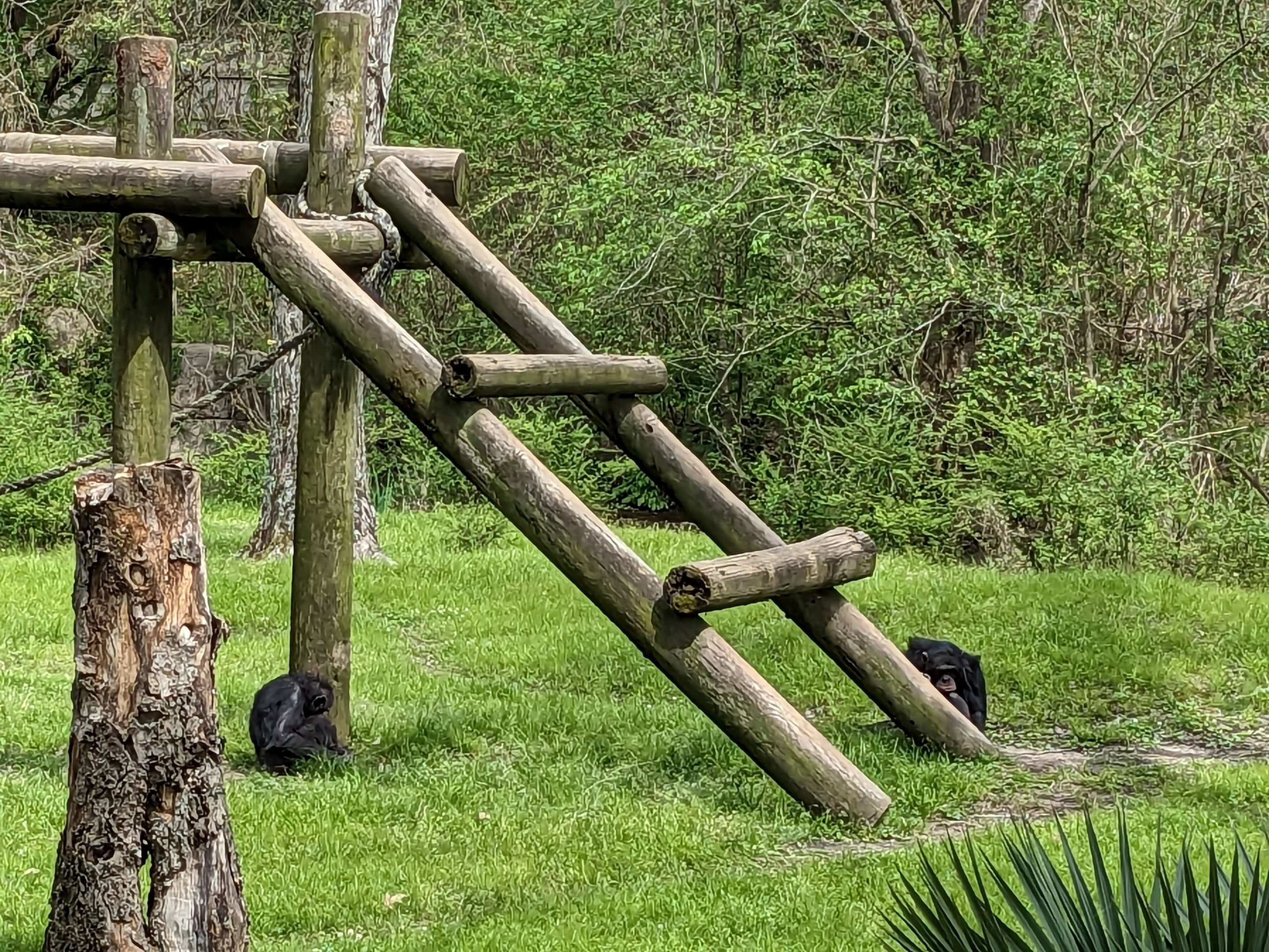 African Forest - Chimpanzee