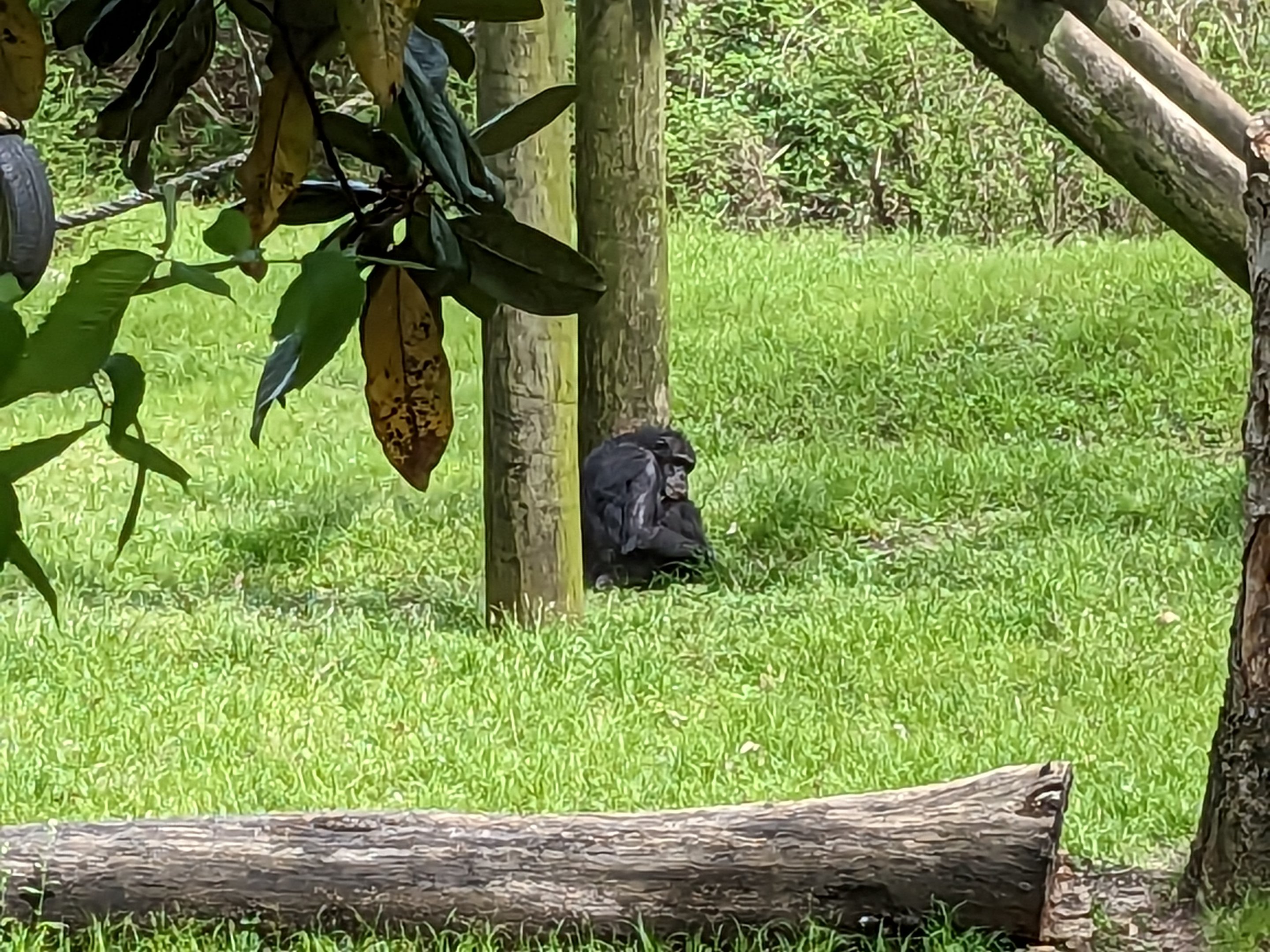 African Forest - Chimpanzee