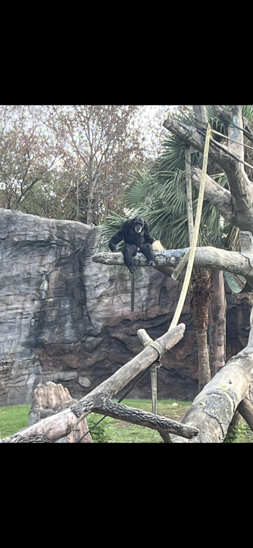 African Forest-Chimpanzee