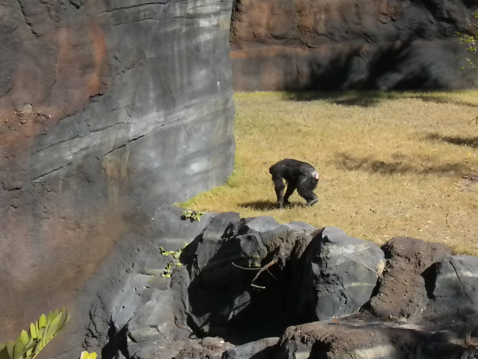 African Forest - Chimps