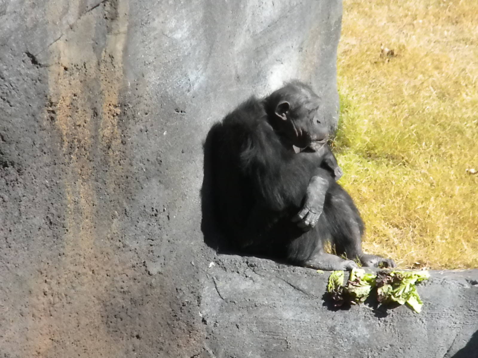 African Forest - Chimps