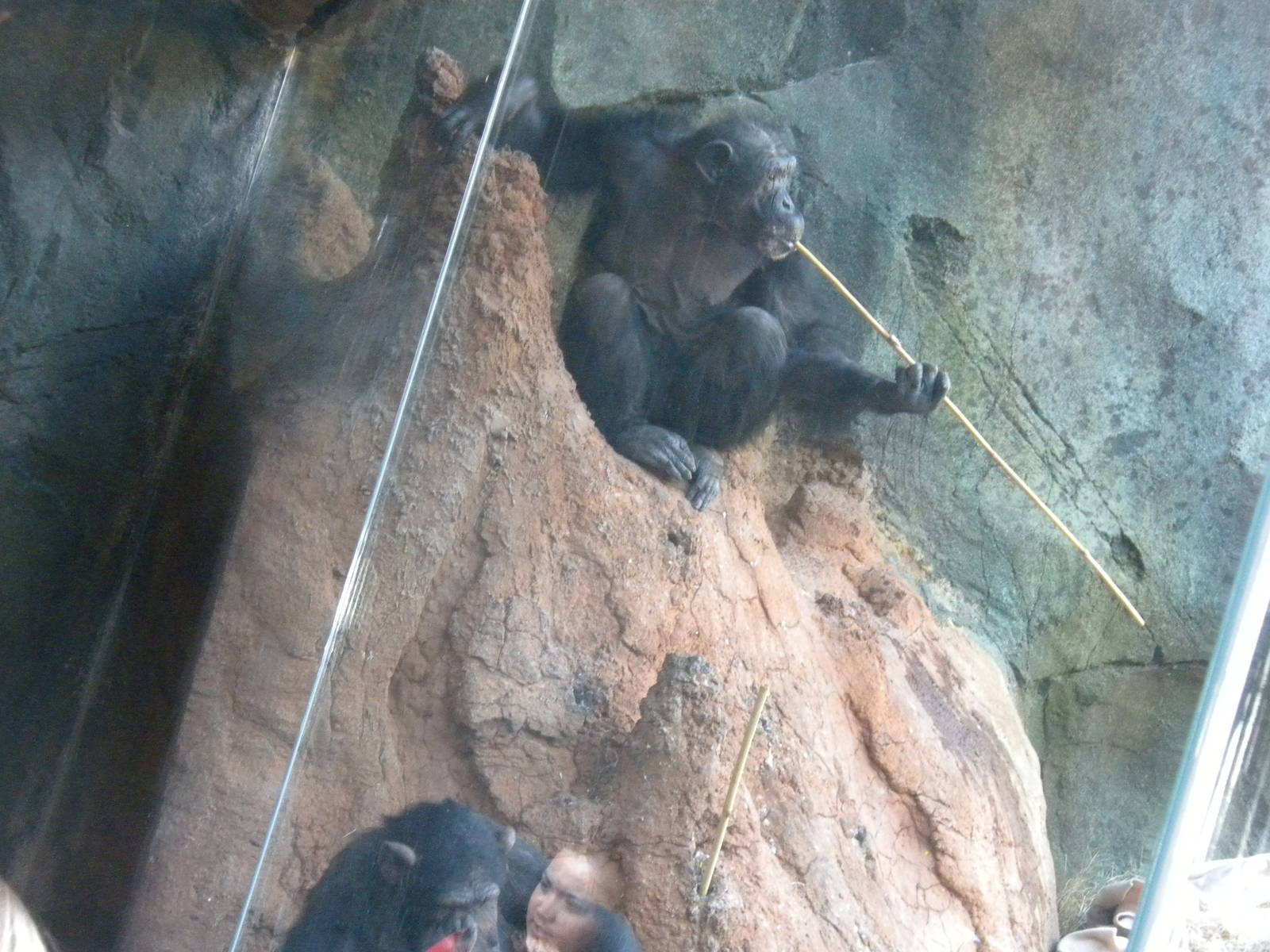 African Forest -Chimps