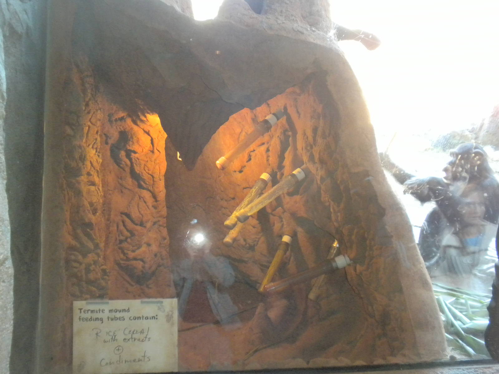 African Forest -Chimps