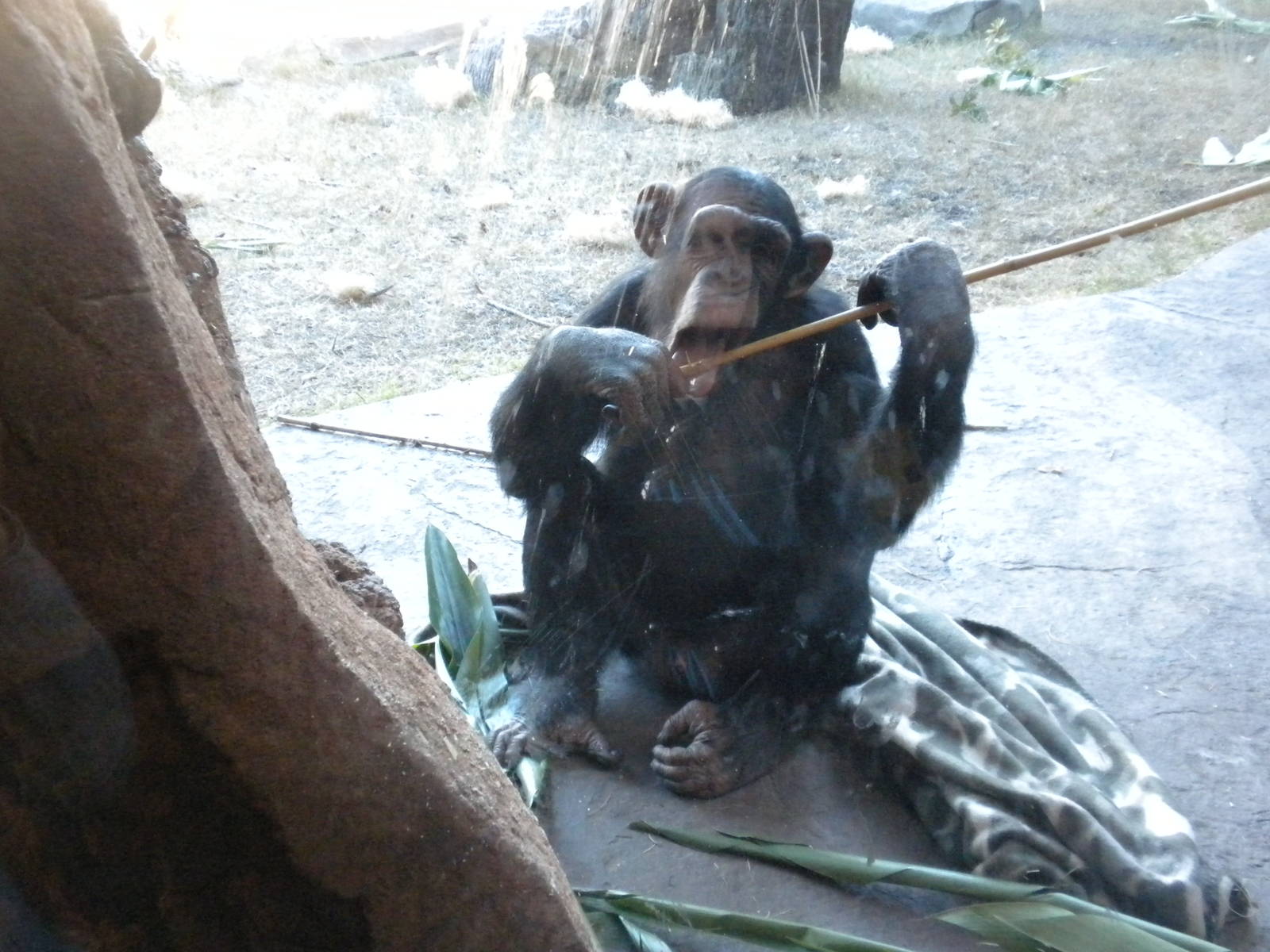 African Forest -Chimps