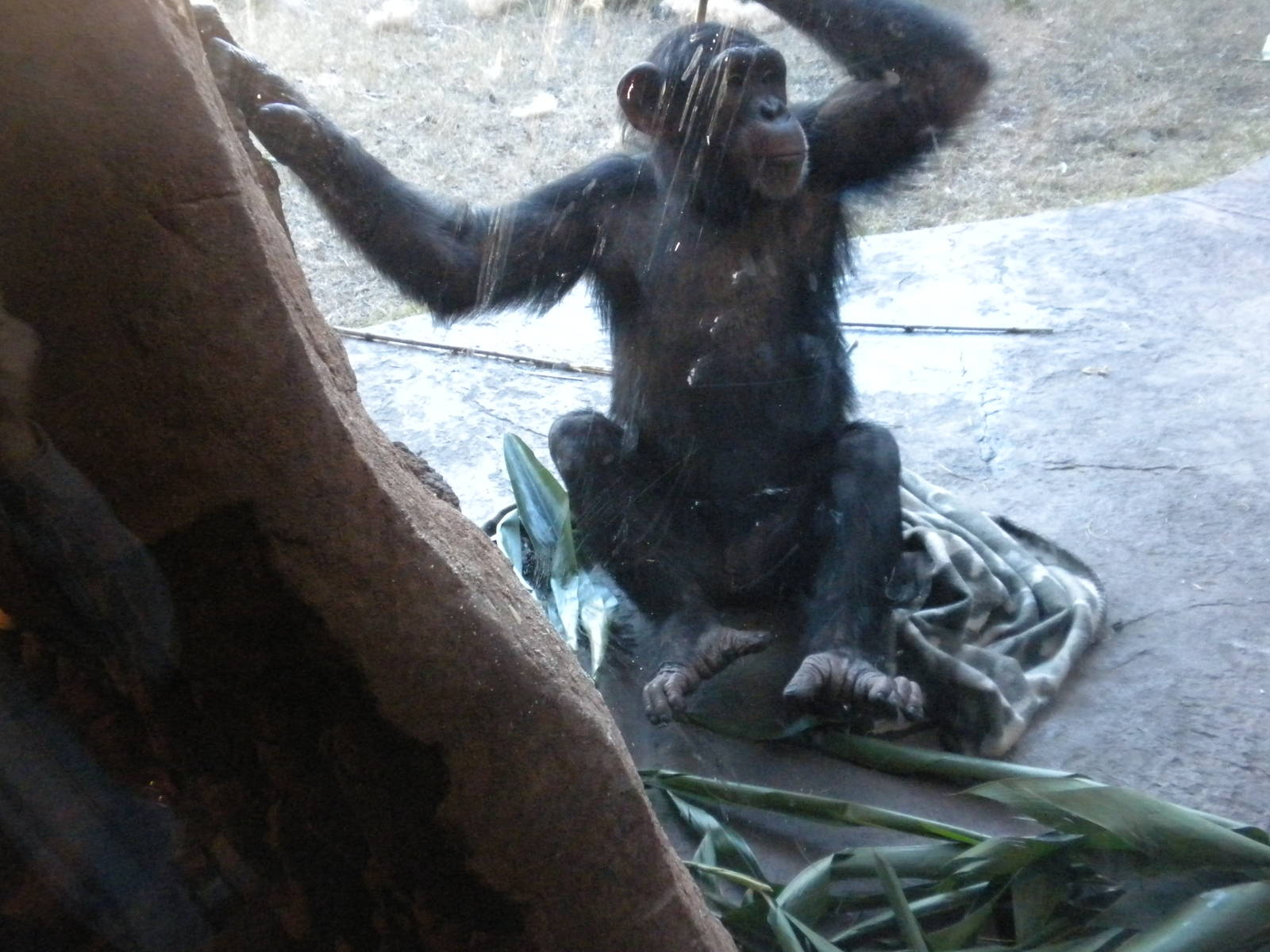 African Forest -Chimps