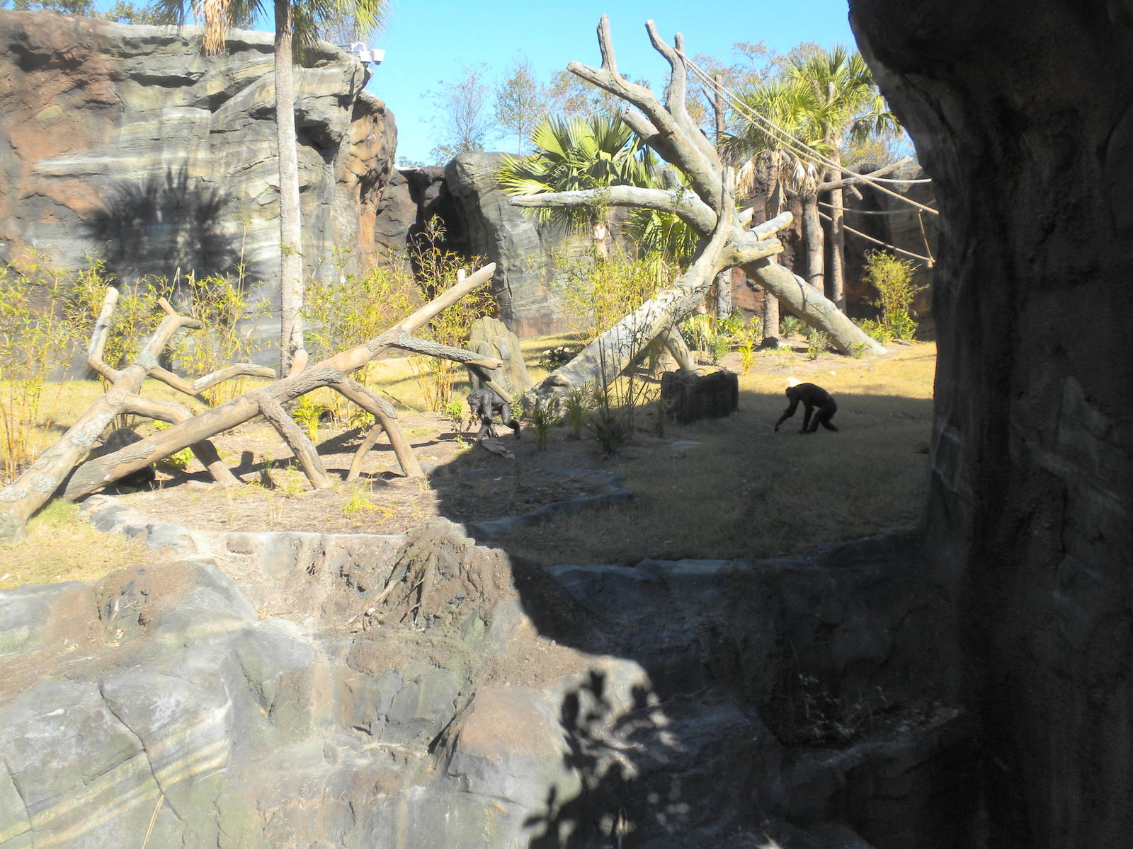 African Forest -Chimps