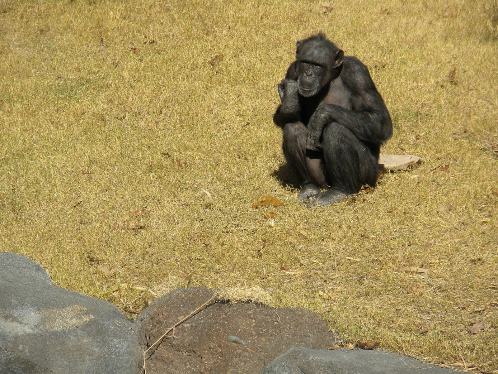 African Forest -Chimps