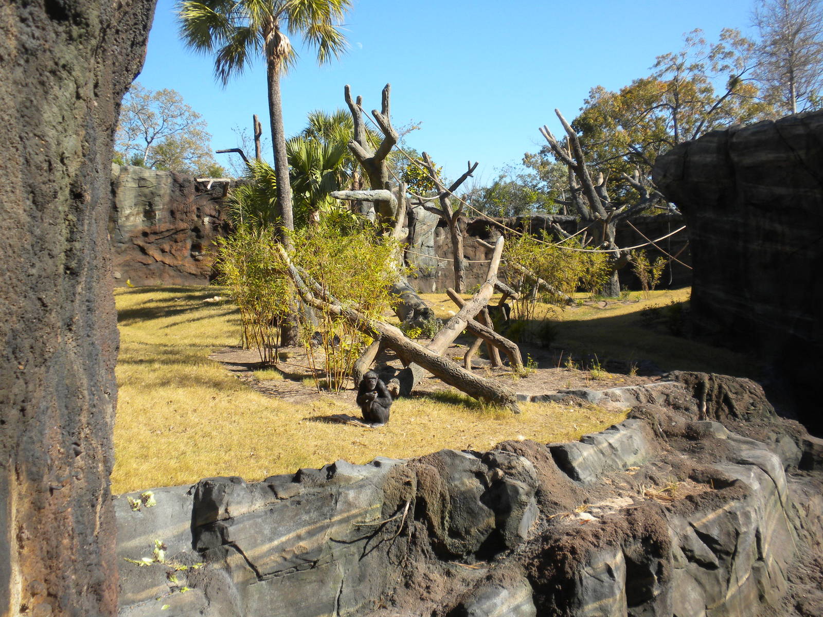 African Forest -Chimps