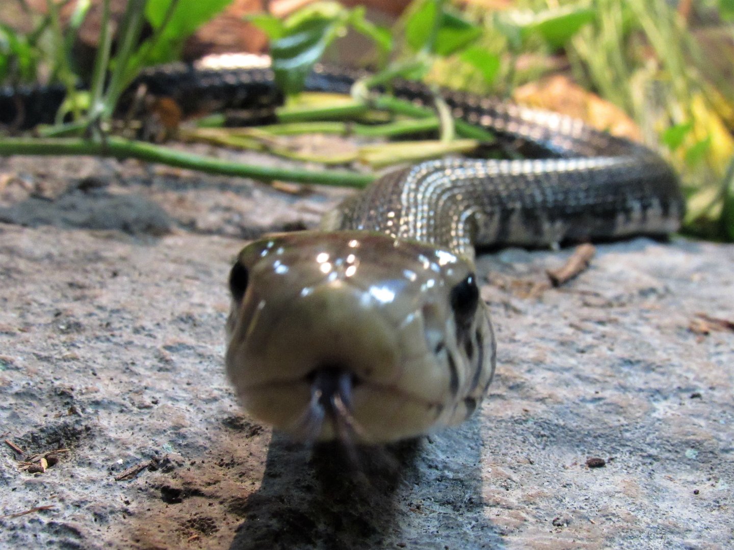 African forest cobra