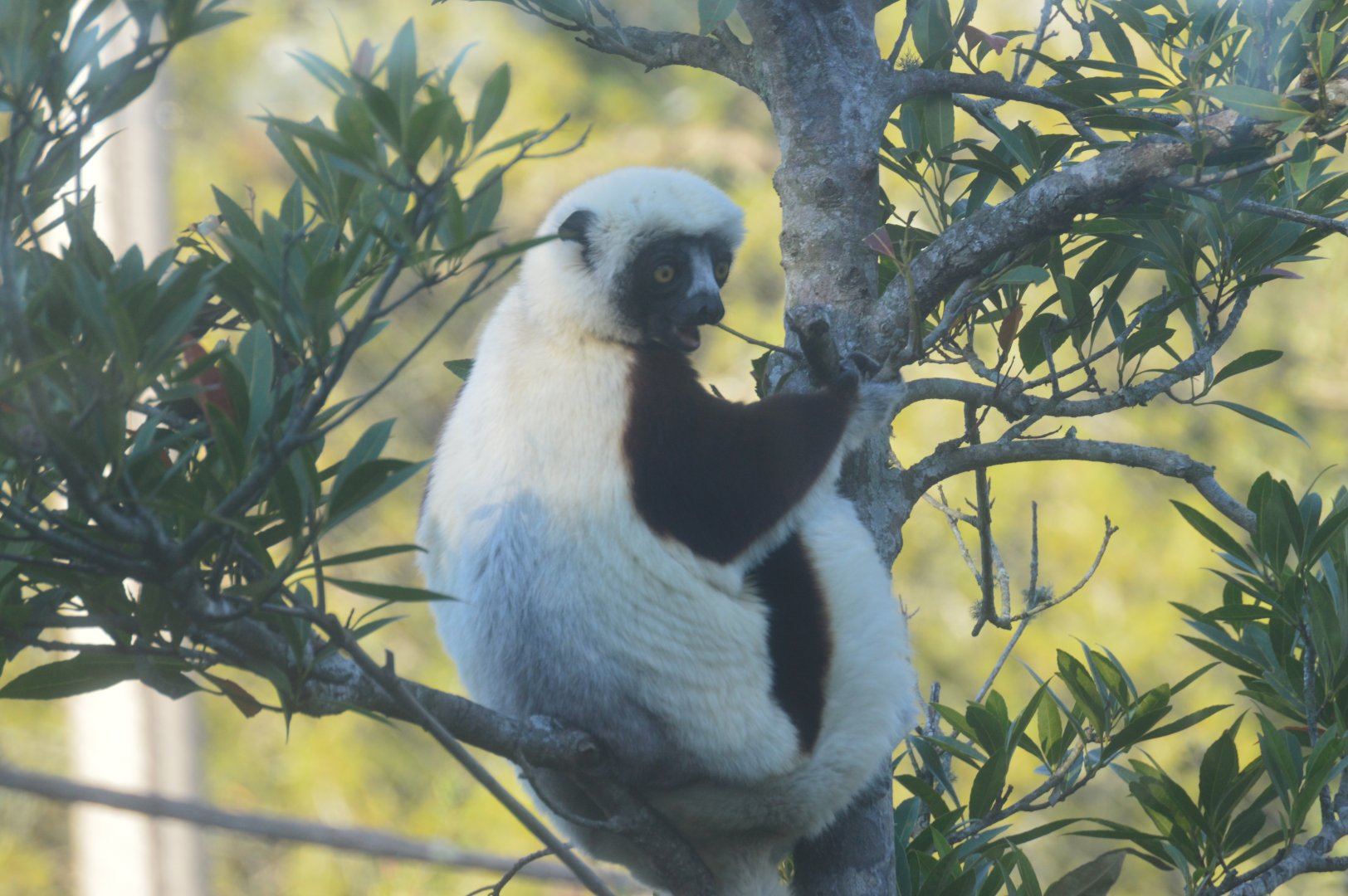 African Forest - Coquerel's Sifaka