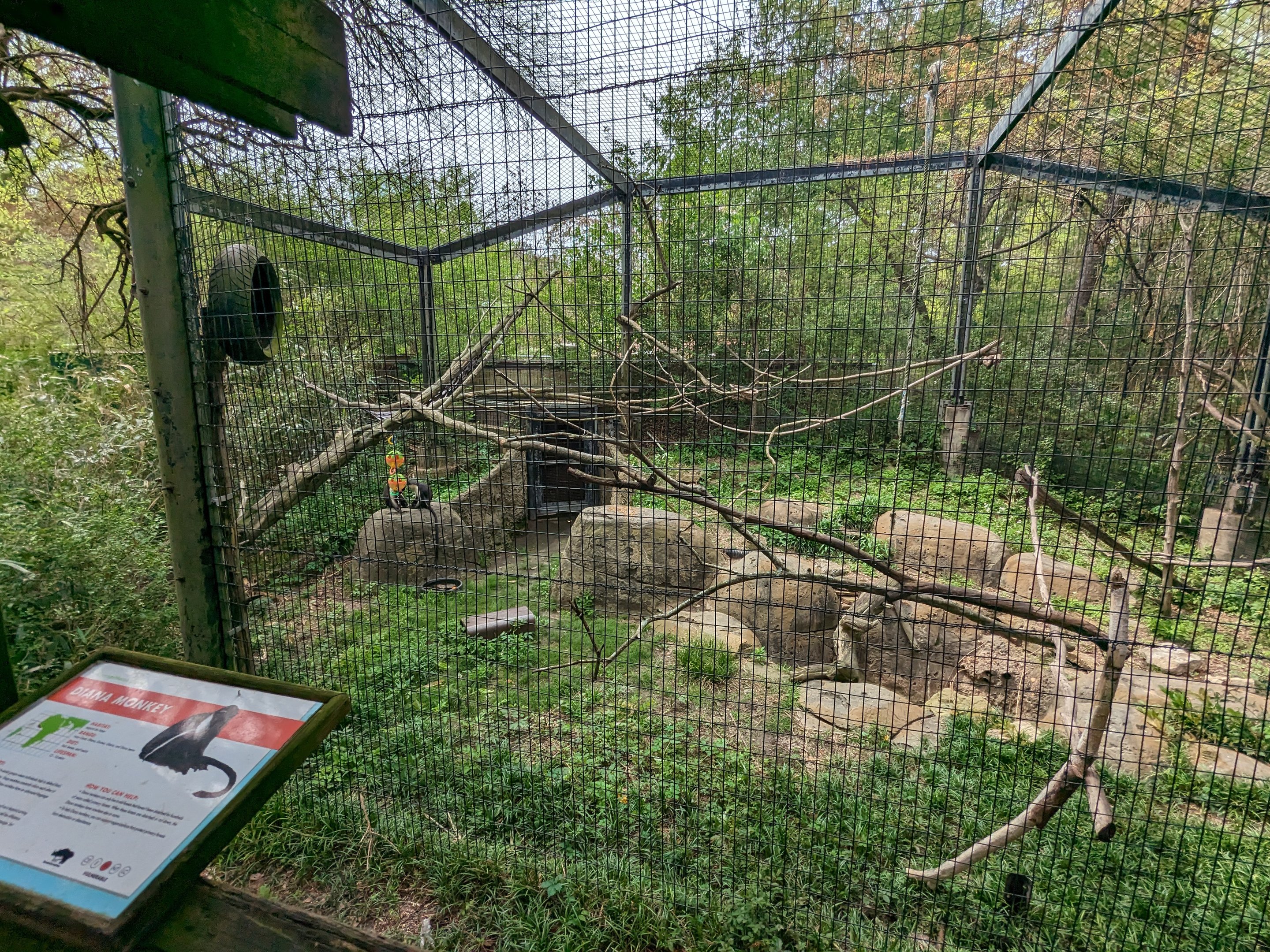 African Forest - Diana Monkey exhibit view