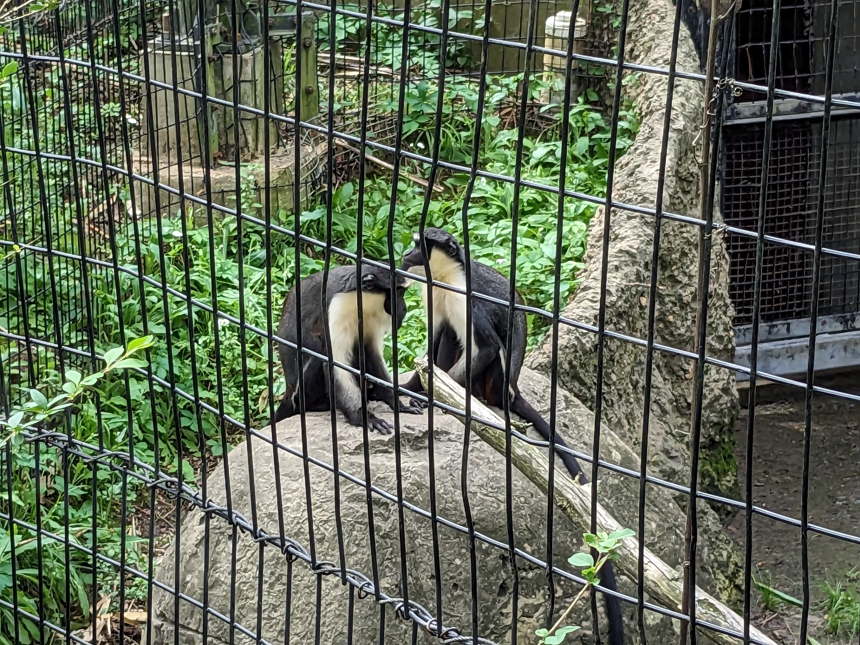African Forest - Diana Monkey