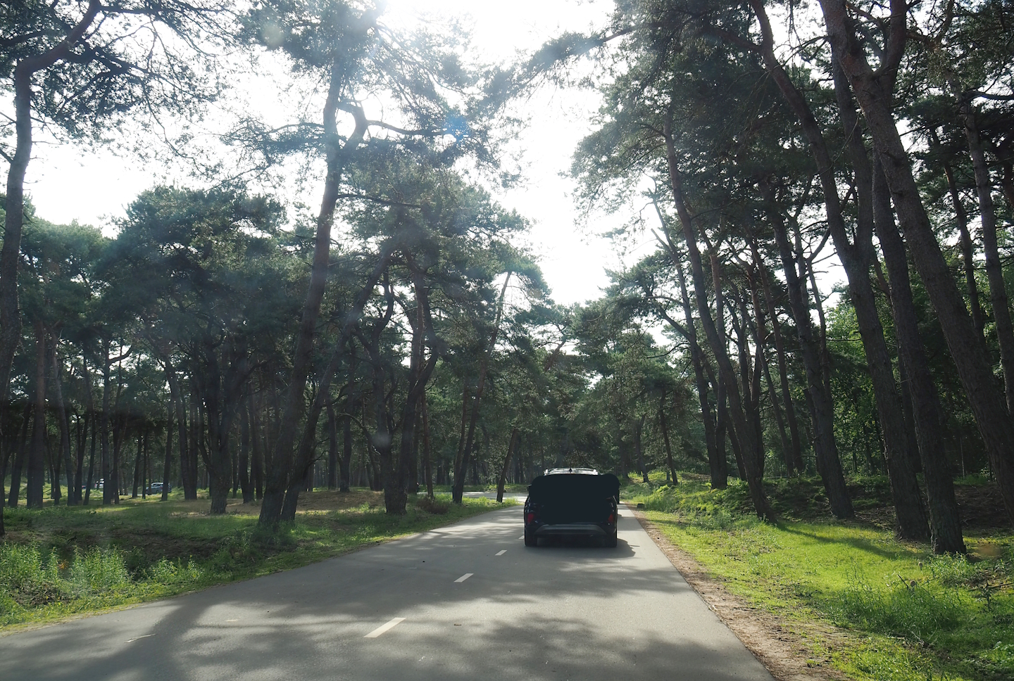African forest drive-through section with sitatungas and red forest buffaloes, 2023-08-15