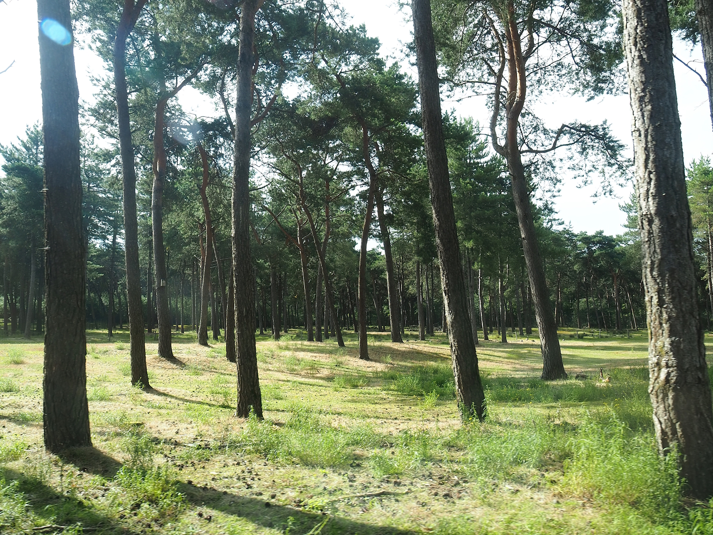 African forest drive-through section with sitatungas and red forest buffaloes, 2023-08-15