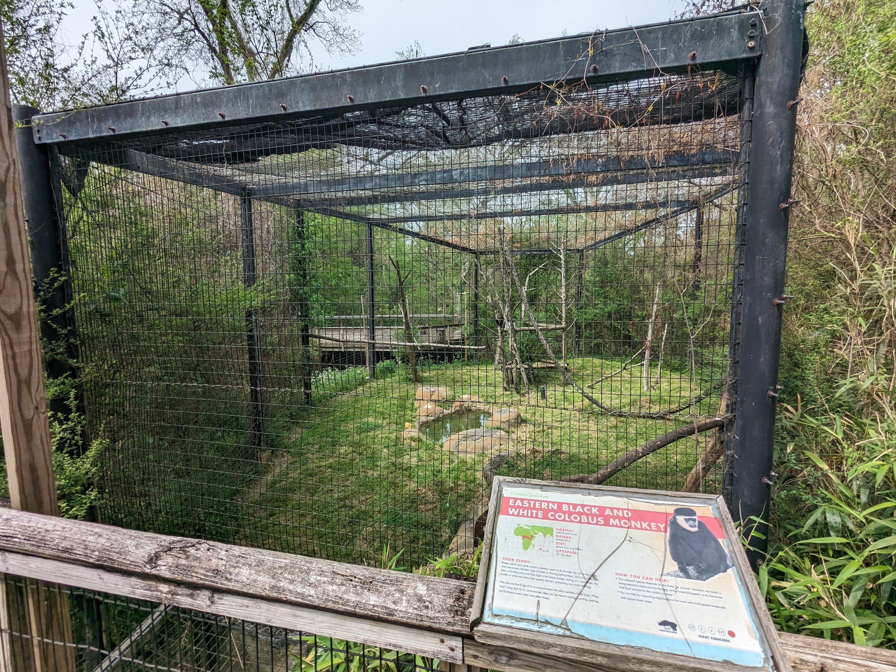 African Forest - Eastern black and white colobus monkey and schmidt's guenon(exhibit #1)