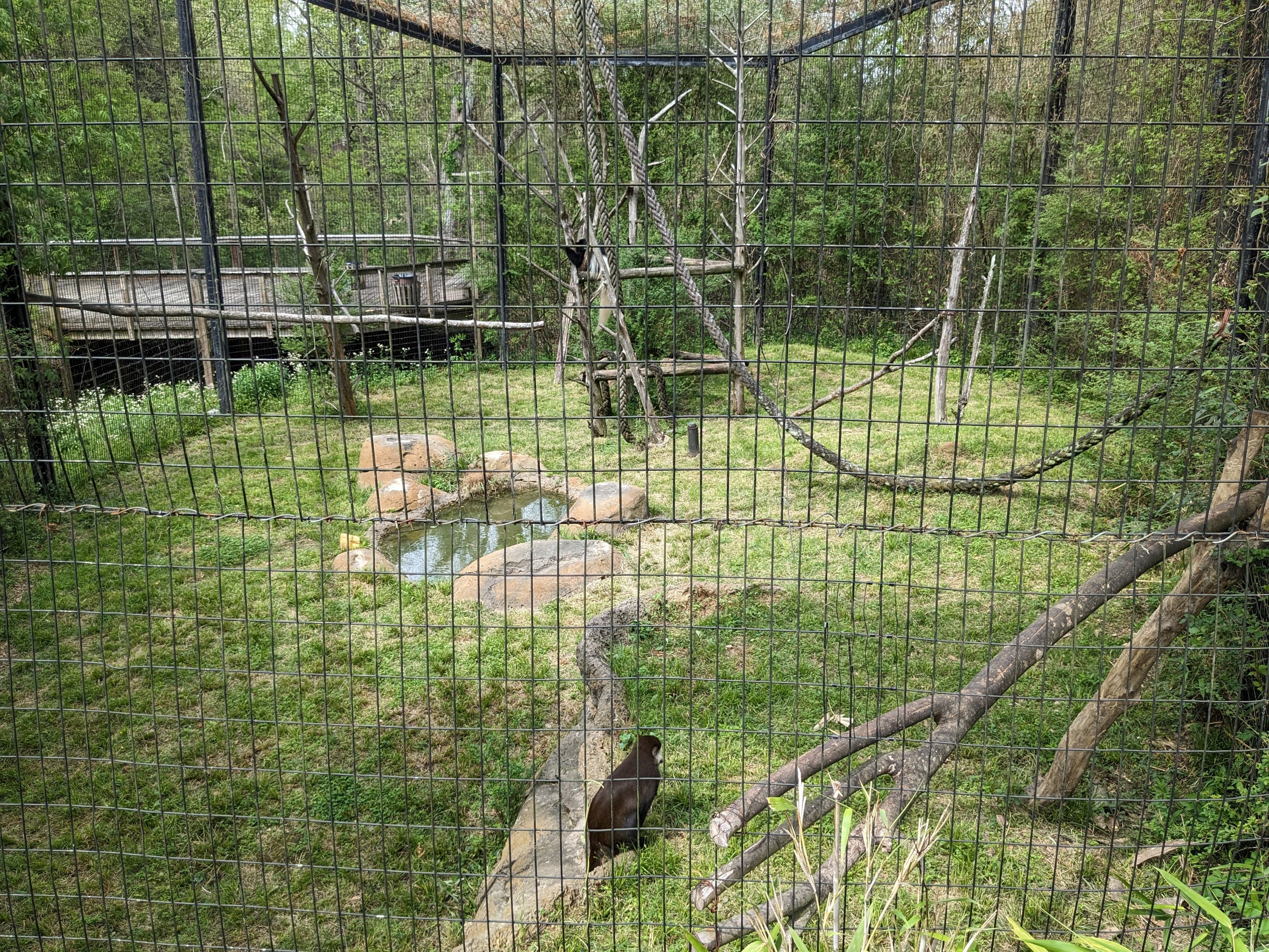 African Forest - Eastern black and white colobus monkey and schmidt's guenon(exhibit #1)