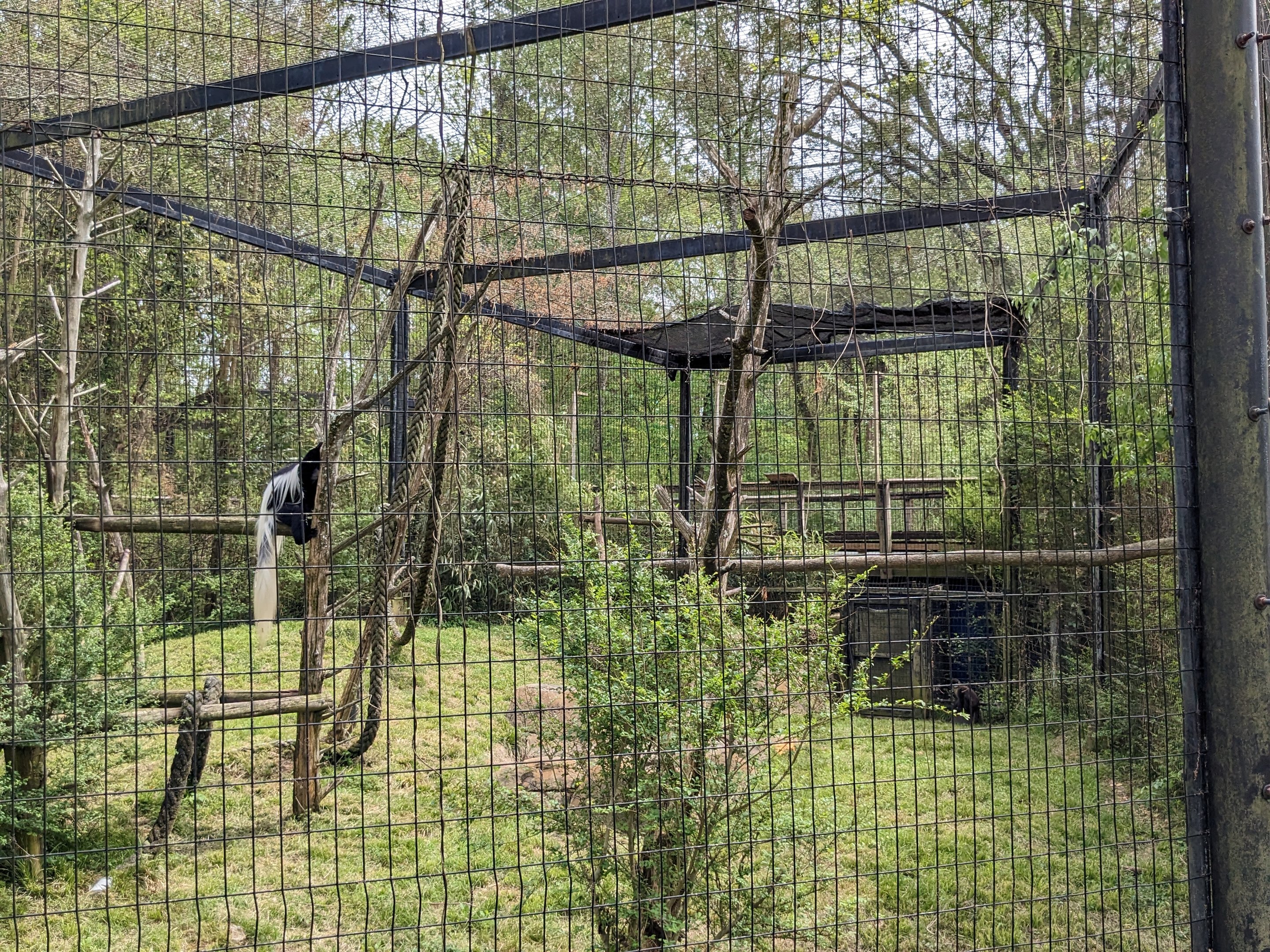 African Forest - Eastern black and white colobus monkey and schmidt's guenon(exhibit #1)