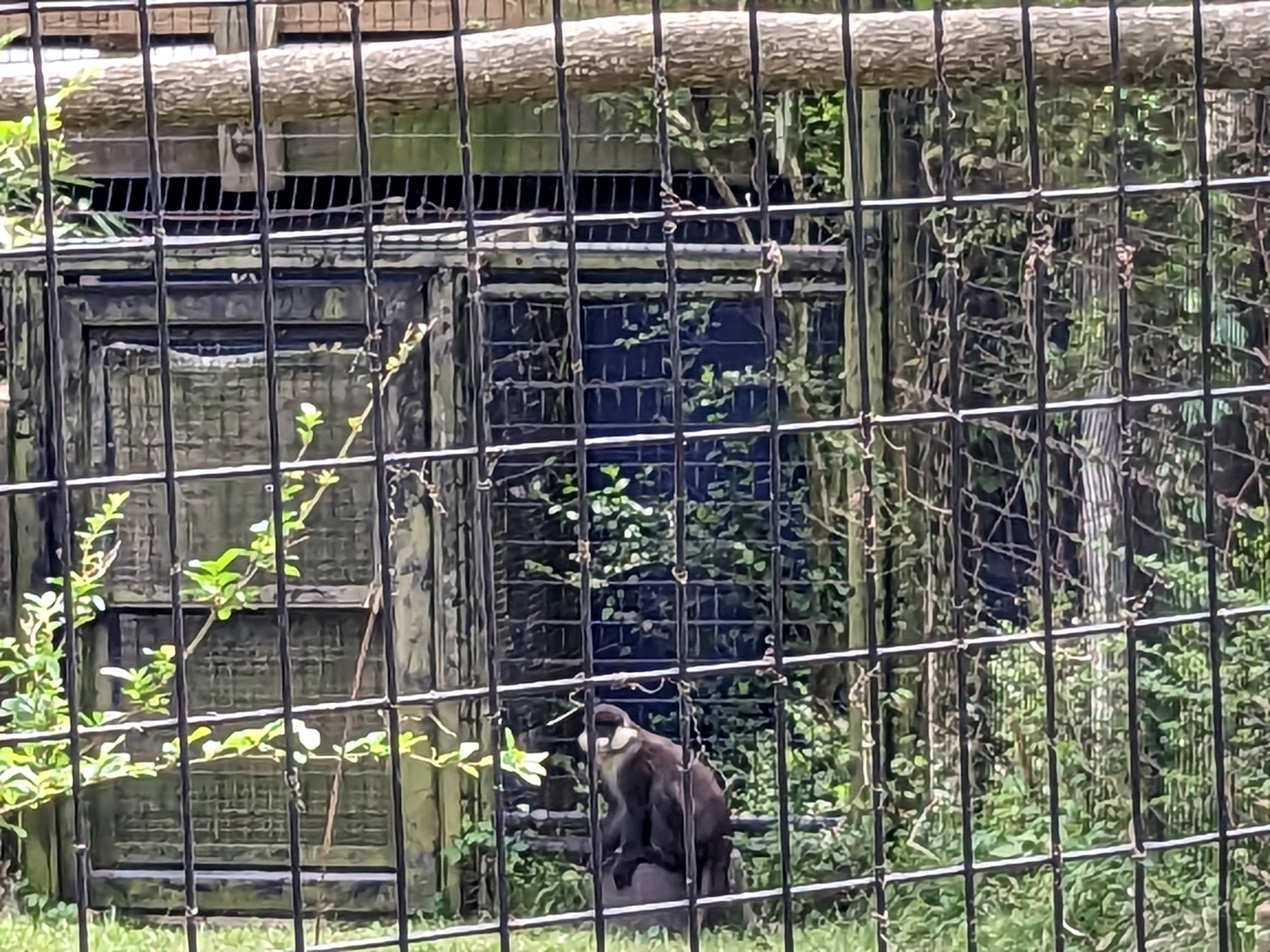 African Forest - Eastern black and white colobus monkey and schmidt's guenon(exhibit #1)