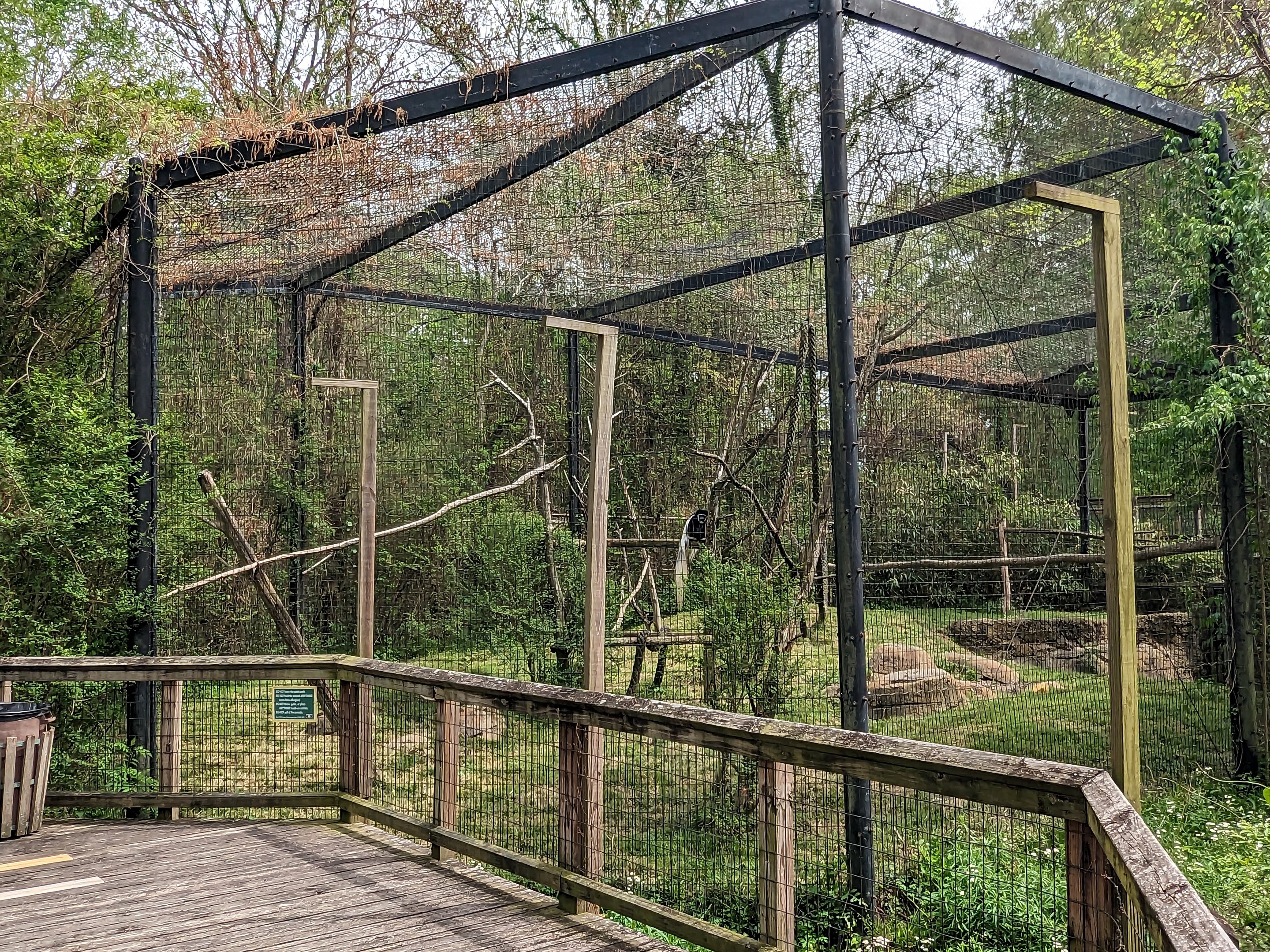 African Forest - Eastern black and white colobus monkey and schmidt's guenon(exhibit #1)