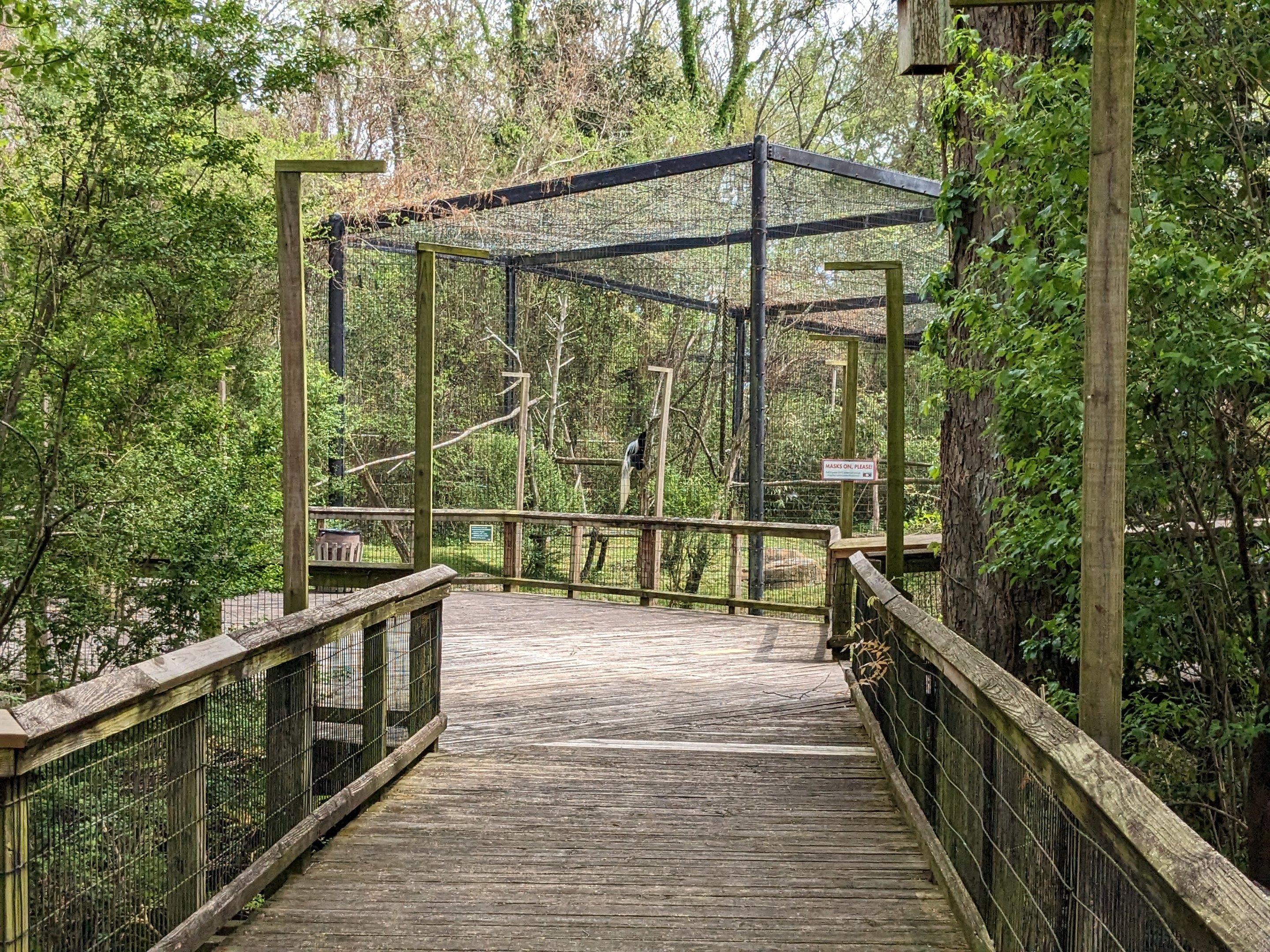 African Forest - Eastern black and white colobus monkey and schmidt's guenon(exhibit #1)