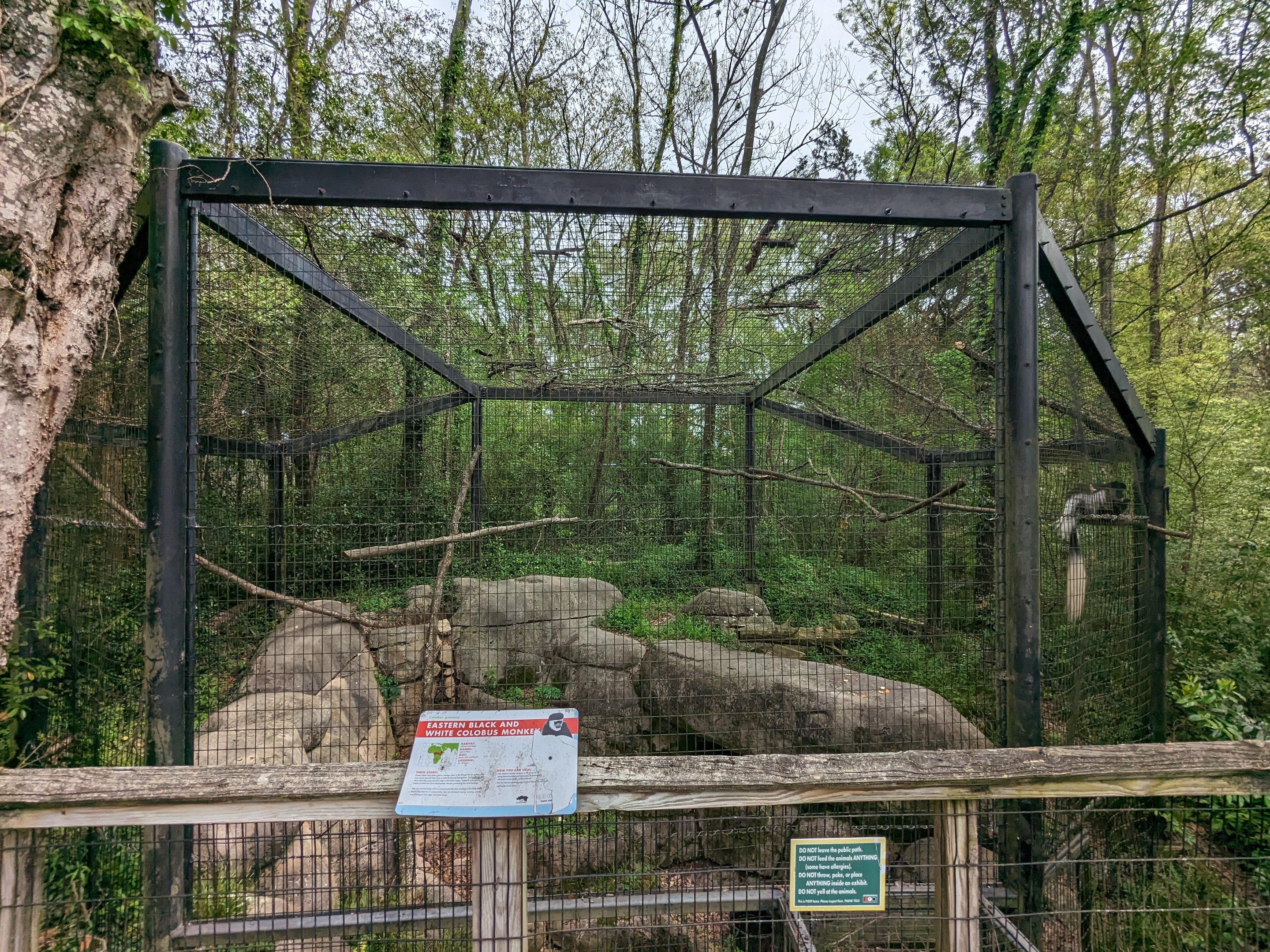 African Forest - Eastern black and white colobus monkey (exhibit #2)