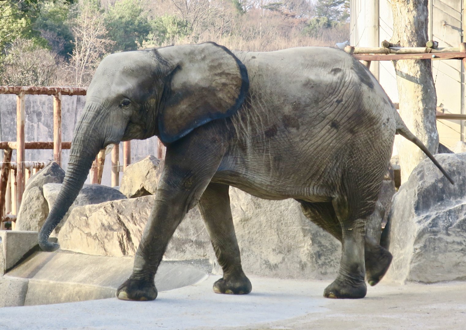 African Forest Elephant (Loxodonta cyclotis)
