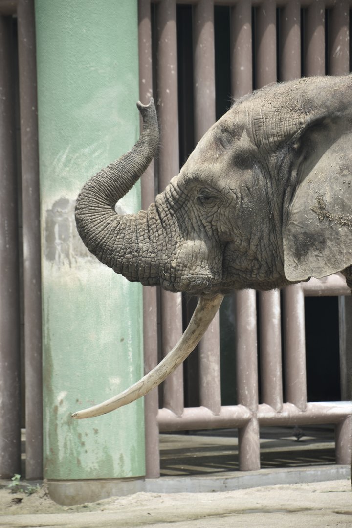 African forest elephant, Loxodonta cyclotis