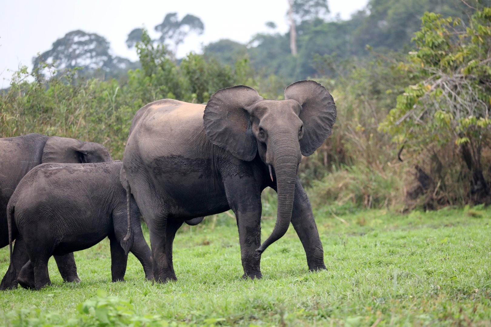 African forest elephant (Loxodonta cyclotis)