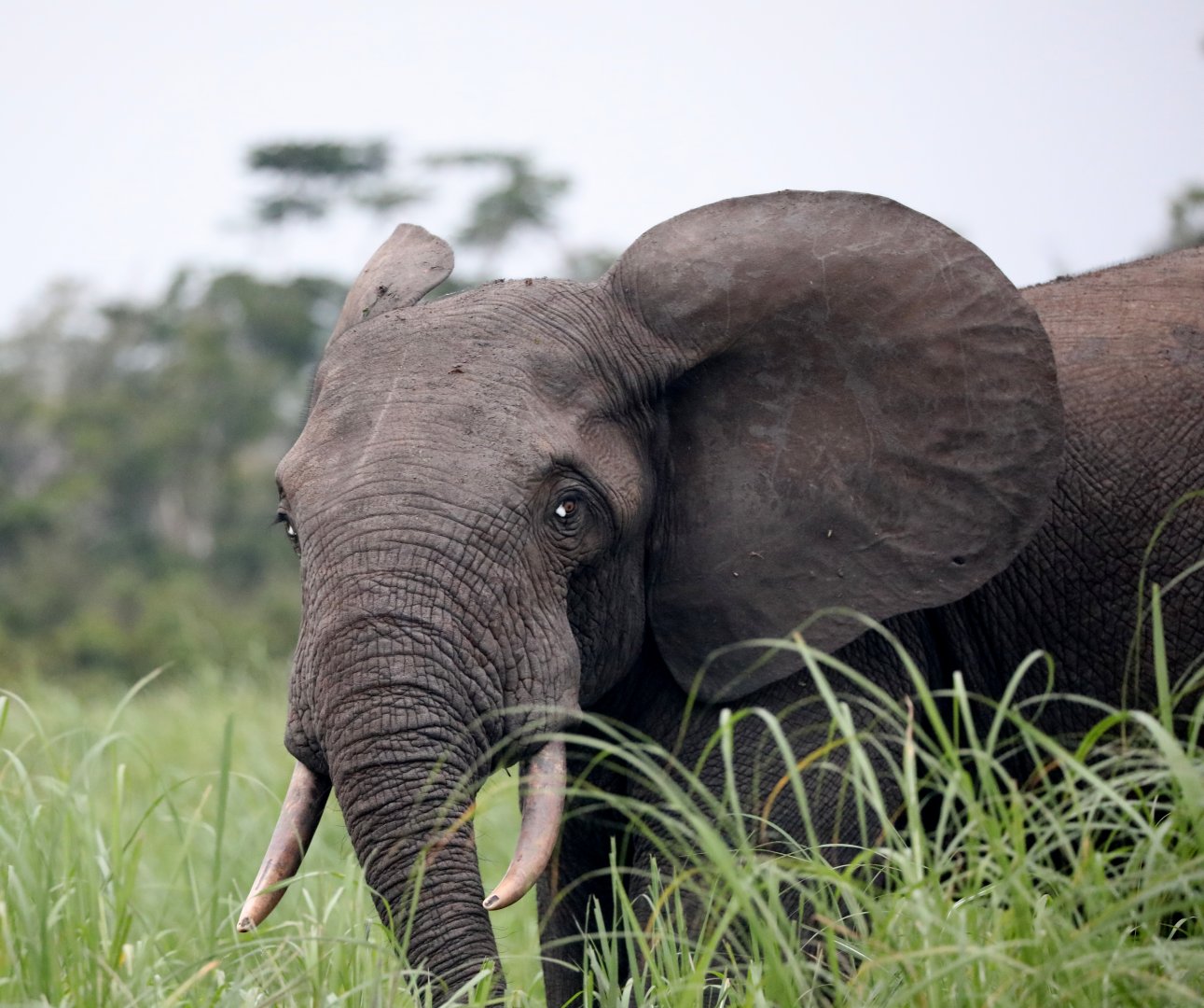 African forest elephant (Loxodonta cyclotis)