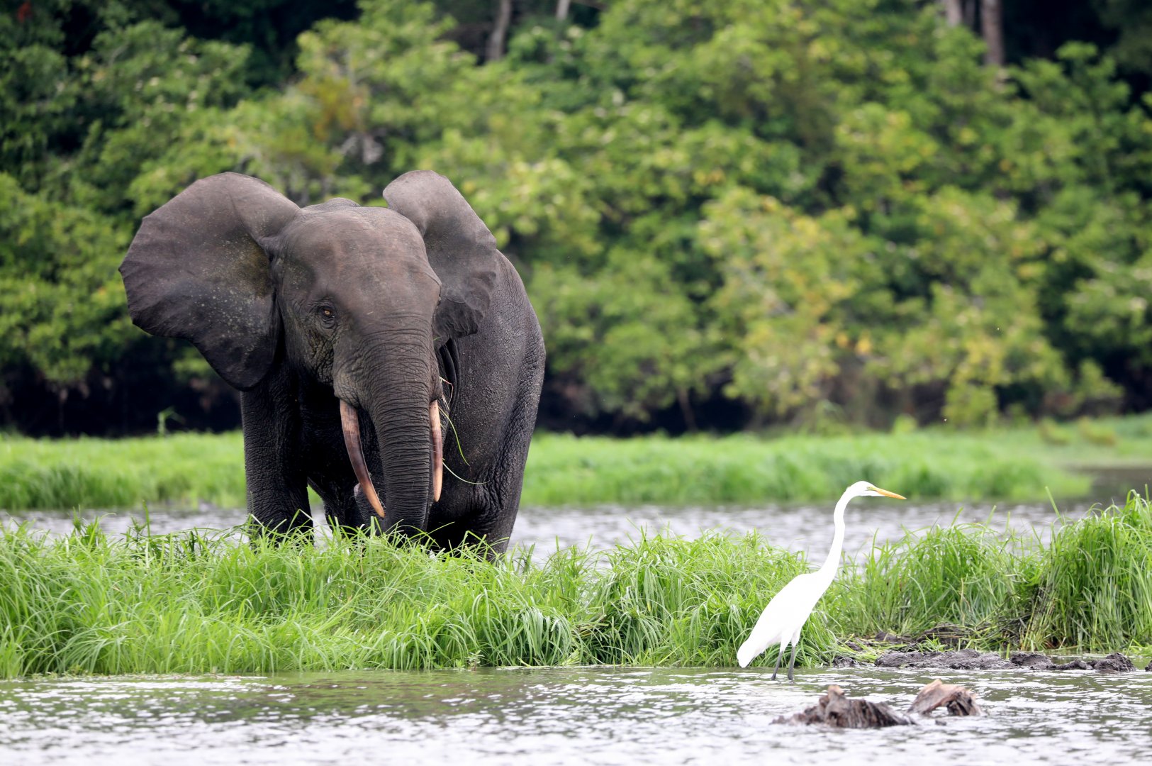 African forest elephant (Loxodonta cyclotis)