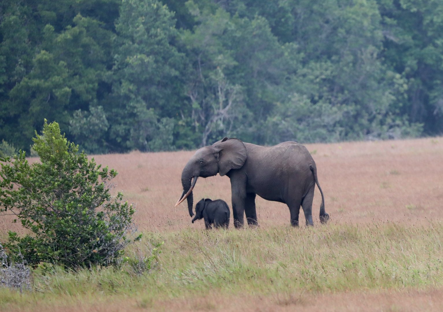 African forest elephant (Loxodonta cyclotis)