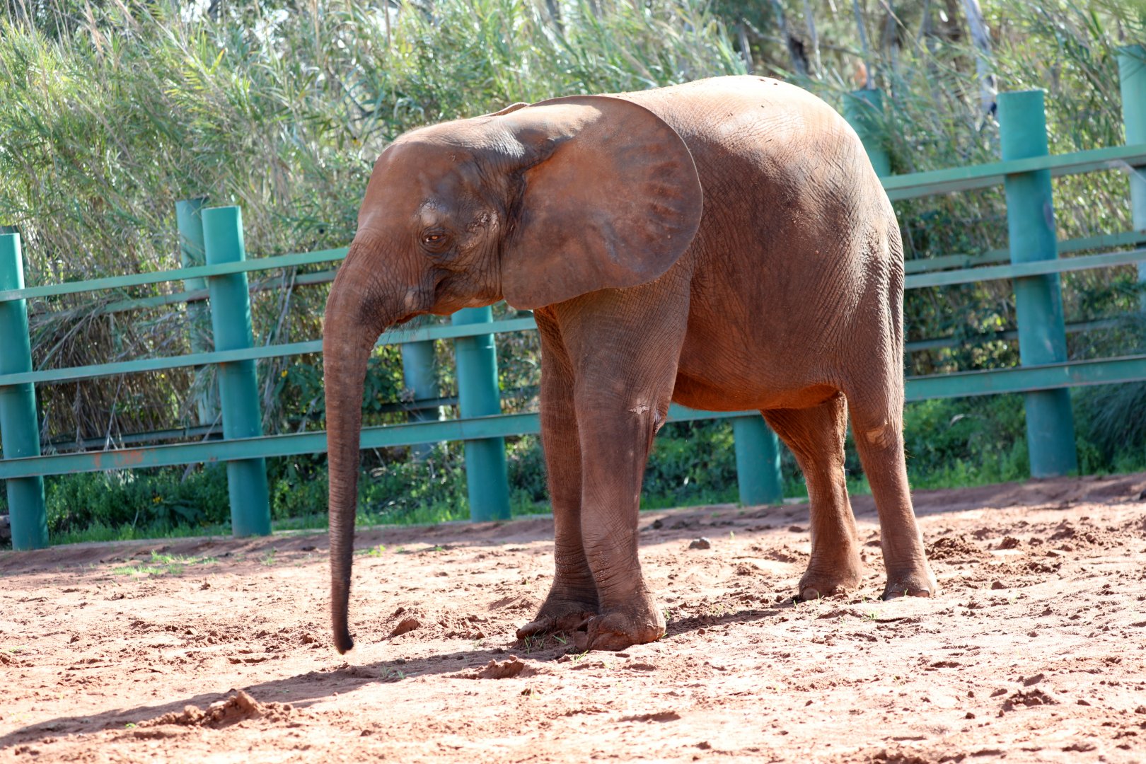 African forest elephant (Loxodonta cyclotis)