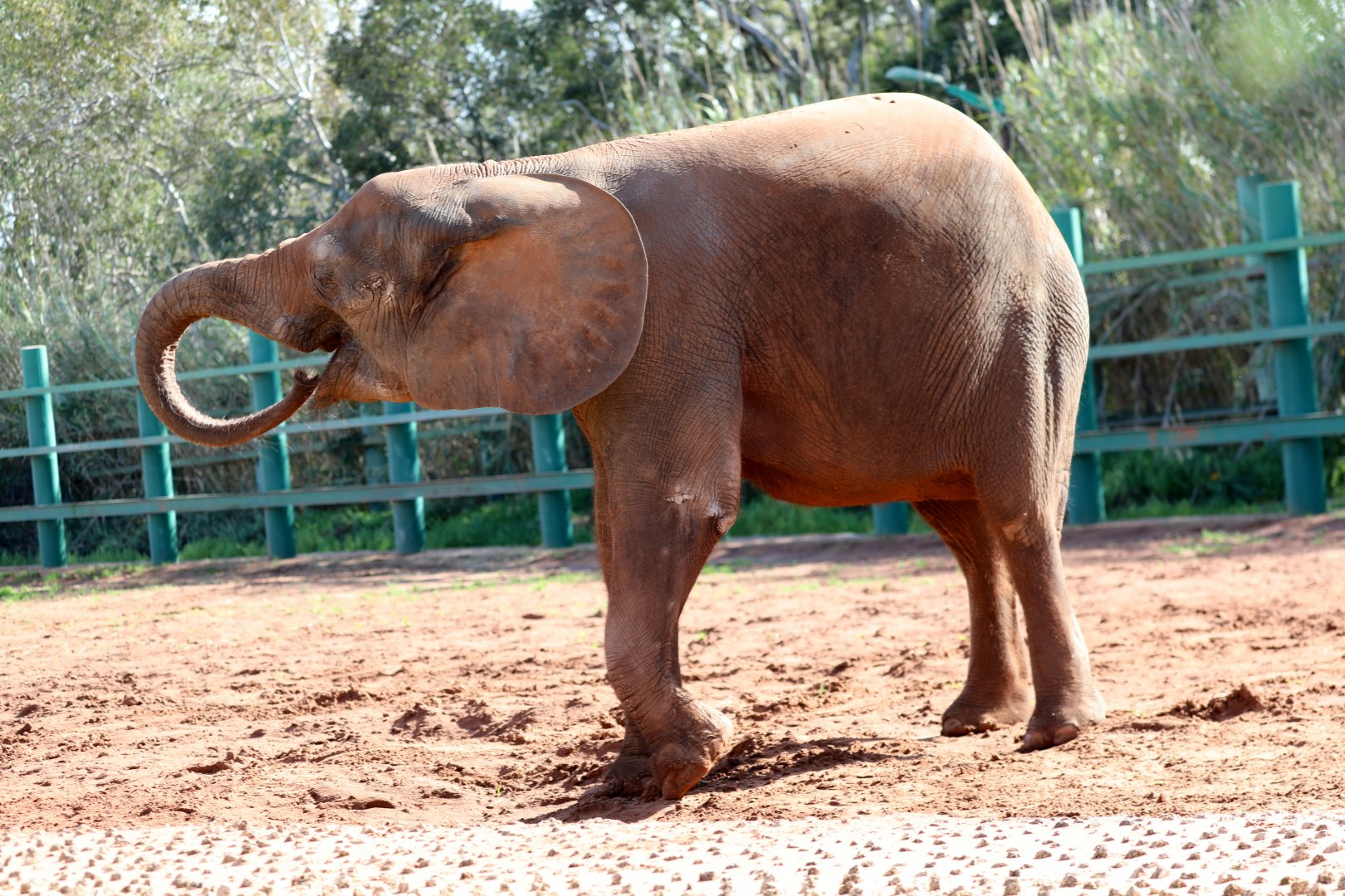 African forest elephant (Loxodonta cyclotis)